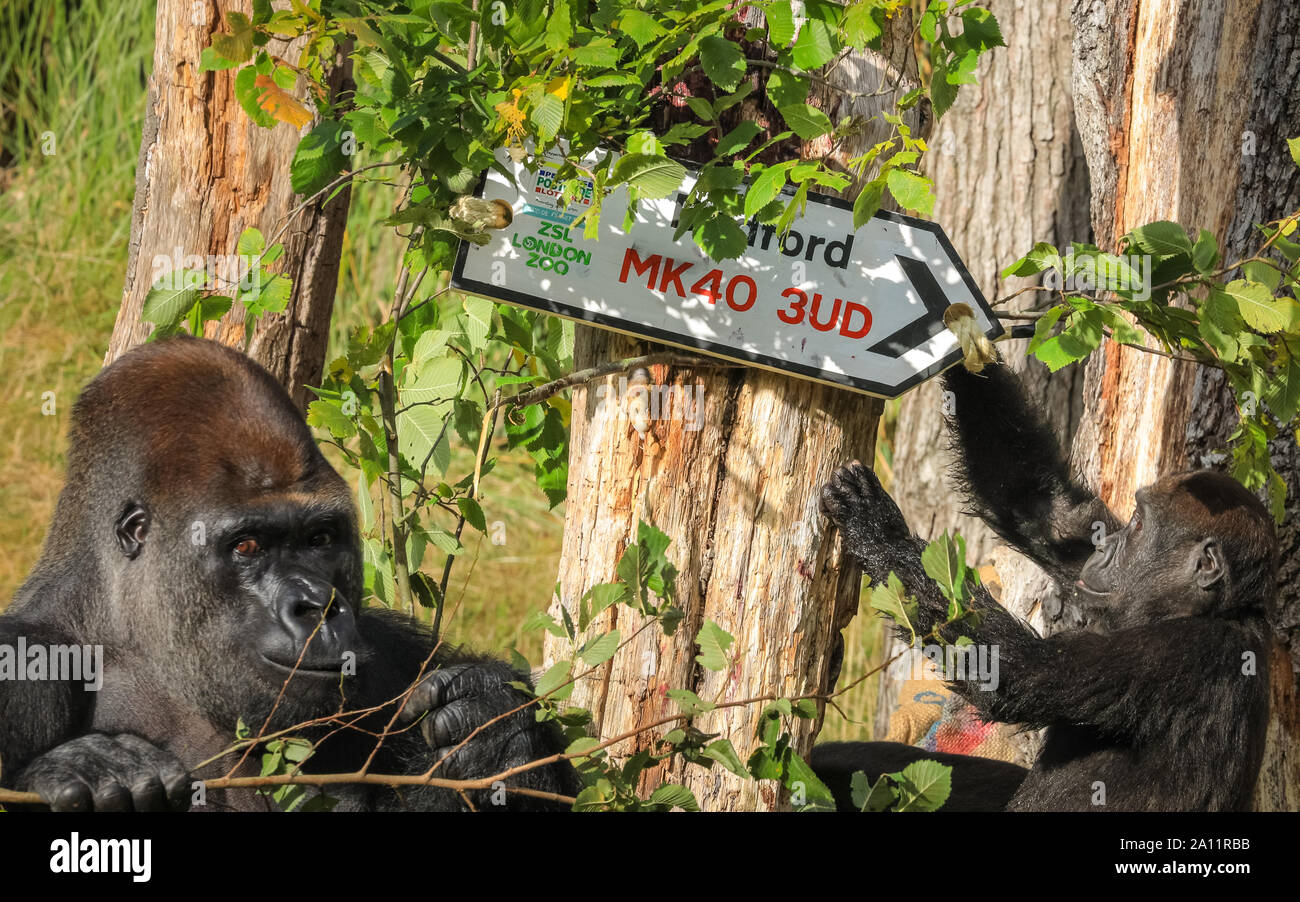 Londra, Regno Unito. 23 Sett 2019. ZSL London Zoo di truppe occidentali della pianura gorilla celebrare mondo Gorilla giorno rivelando odierna fortunati vincitori del popolo della lotteria cap, con il codice postale su un cartello stradale. ZSL Conservazione della carità, compreso il suo lavoro con le popolazioni di gorilla in Camerun, è supportato dal popolo della lotteria cap. Nota: è sotto embargo fino al 24 SEP, pics può andare in stampa un online come di domani mattina e può andare su news feed Credito: Imageplotter/Alamy Live News Foto Stock