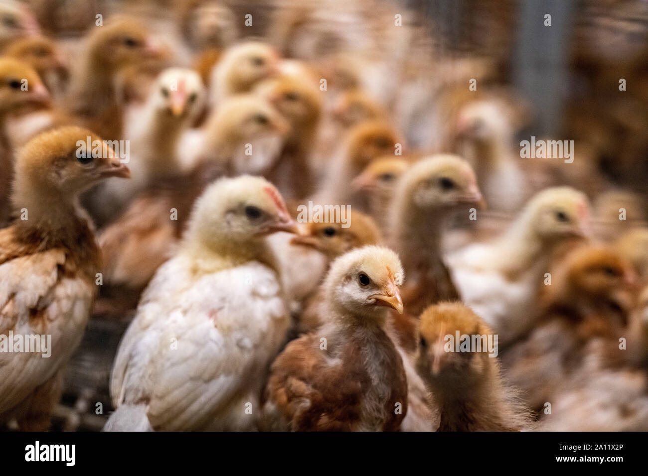 pollo marrone giovane in una grande fattoria di pollo al coperto Foto Stock