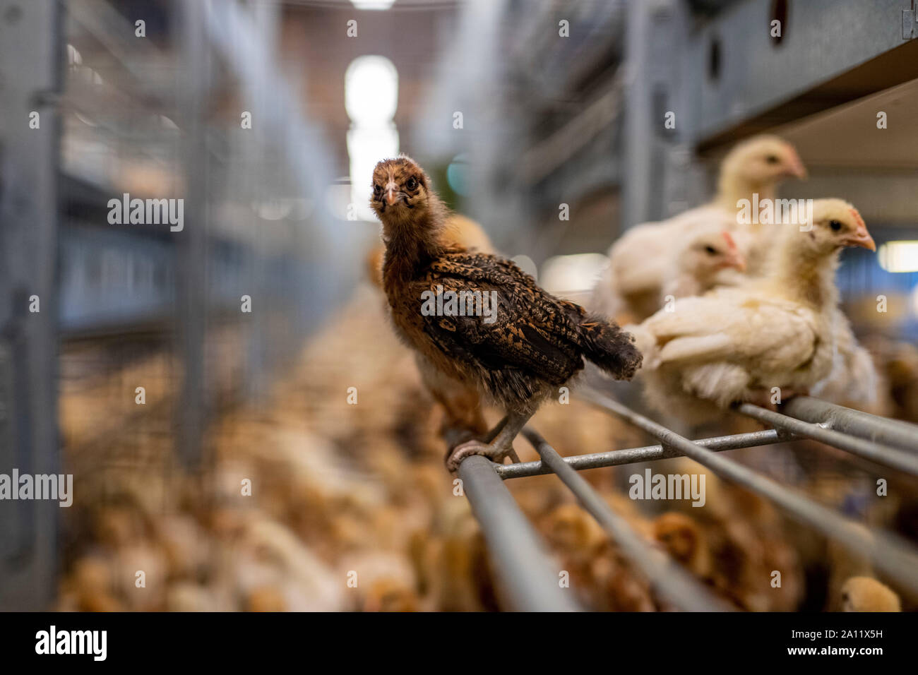 pollo marrone giovane in una grande fattoria di pollo al coperto Foto Stock