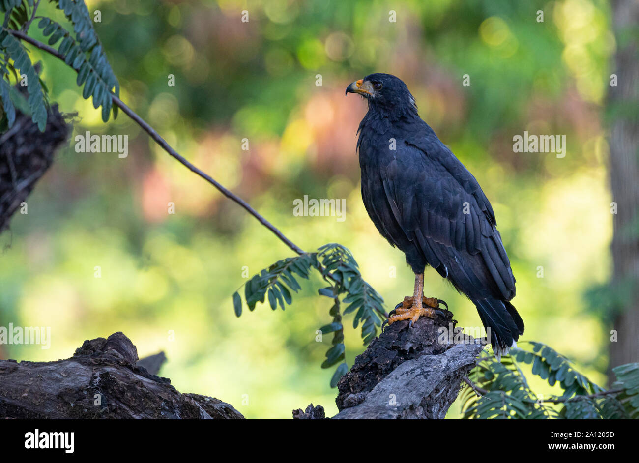 Comune di Black Hawk (Buteogallus anthracinus), Guanacaste in Costa Rica Foto Stock