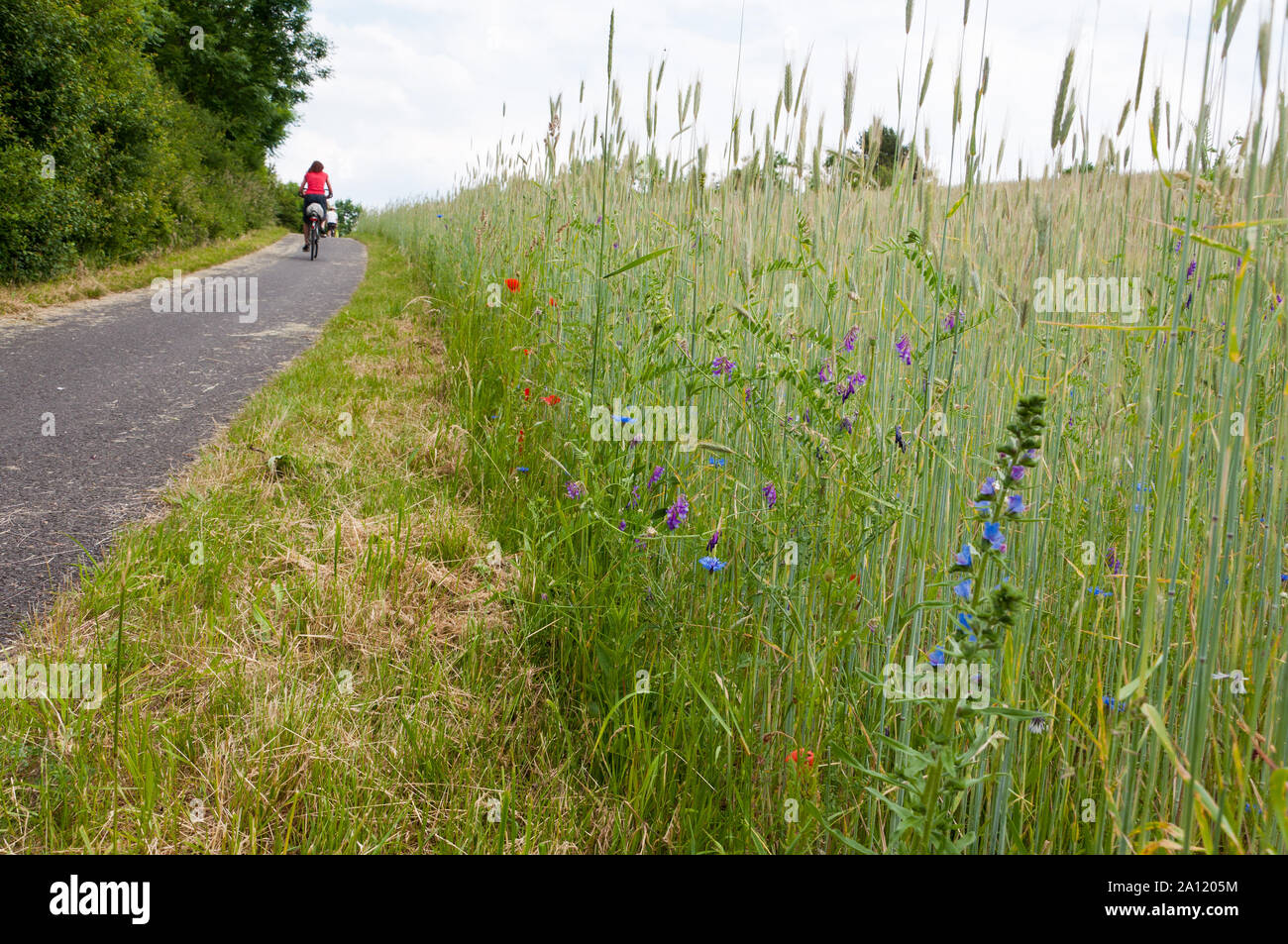 Pista ciclabile in natura bellissima Foto Stock