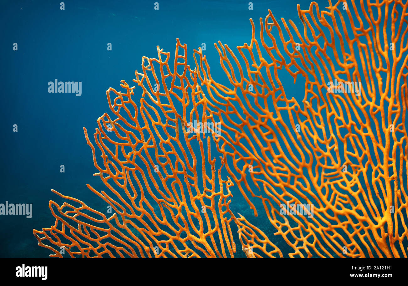 Orange soft coral Subergorgia sp o Subergorgonia, vita marina, vicino sfondo subacquea Foto Stock