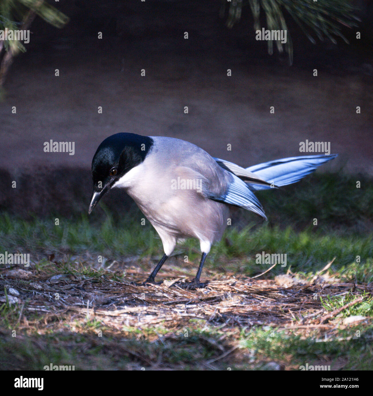 Azzurro-winged Gazza (Cyanopica cyanus).adulto sul terreno.Il Parco Nazionale di Monfrague. Spagna. Foto Stock
