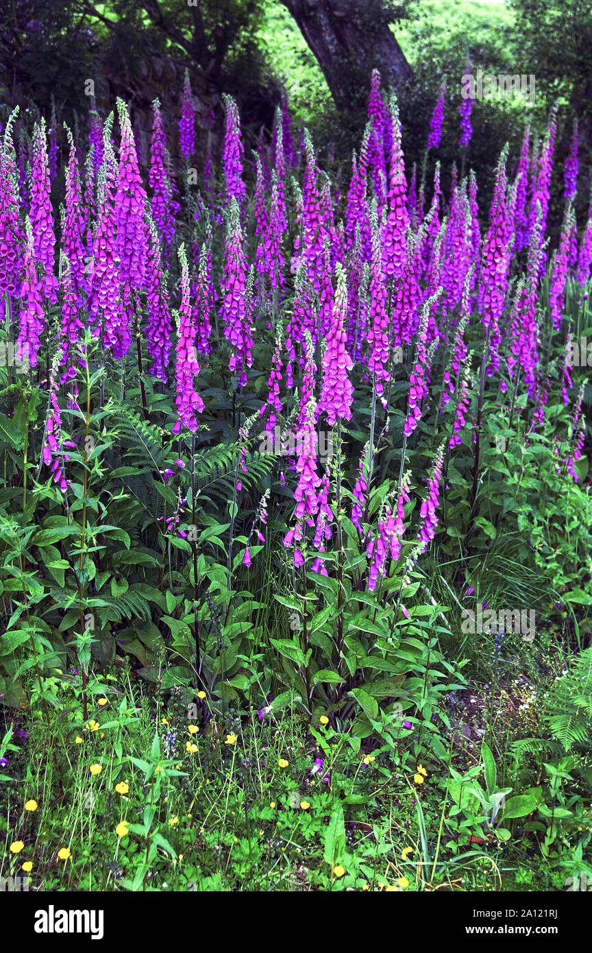 Foxglove (Digitalis purpurea).ammassarsi nel pieno fiore.Isola di Arran. Ebridi Interne. Scozia.erba medicinale. Foto Stock