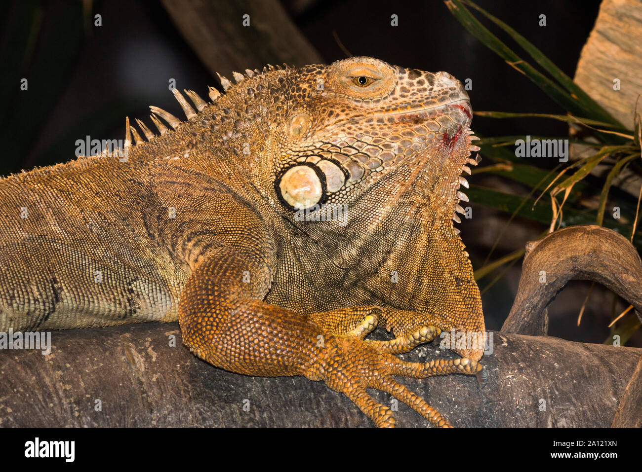 Terra (Iguana iguana Conolophus) adulto nella riproduzione dei colori. Lo Zoo di Stoccolma.la Svezia. Foto Stock