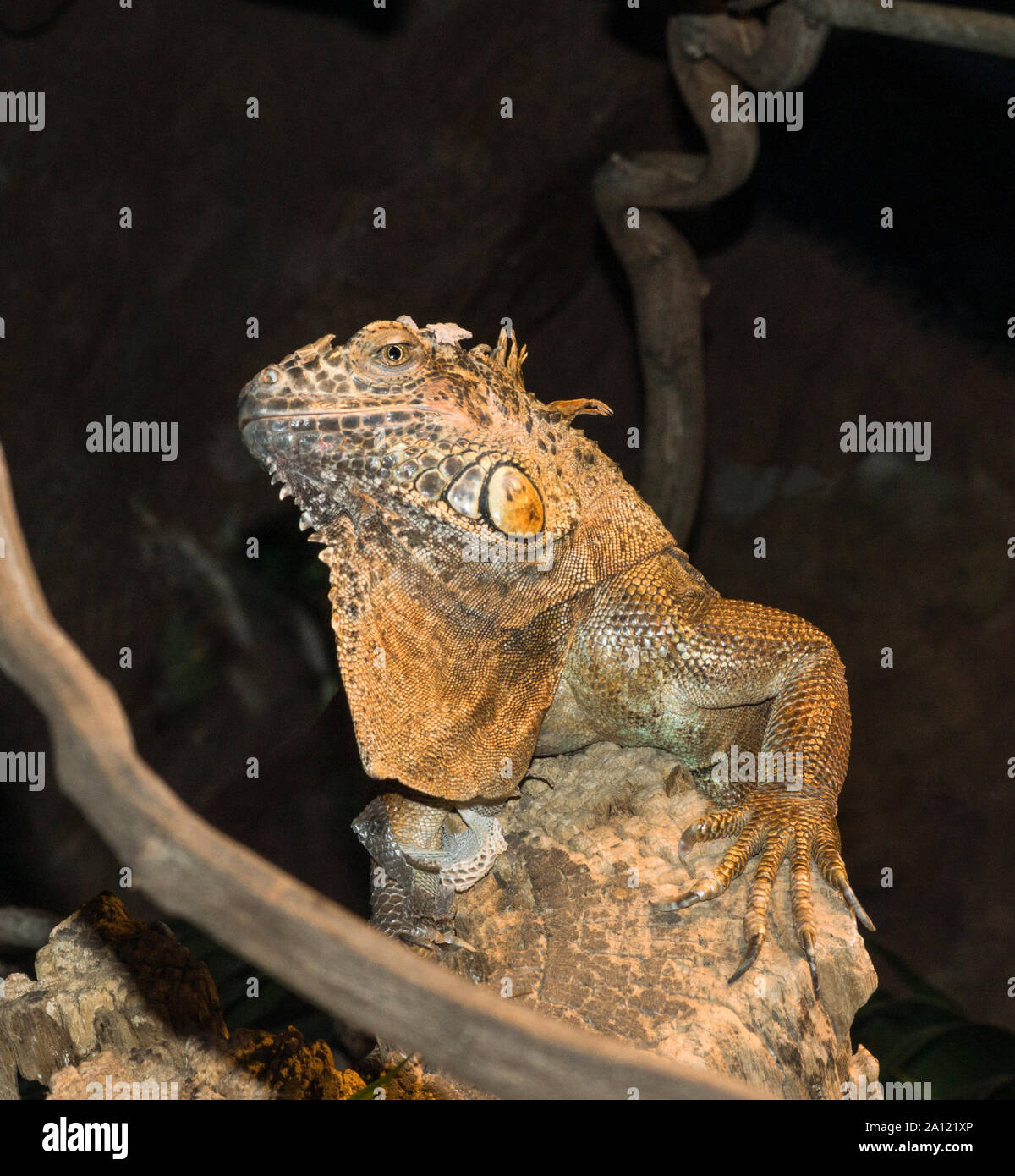 Terra (Iguana iguana Conolophus) adulto nella riproduzione dei colori. Lo Zoo di Stoccolma.la Svezia. Foto Stock