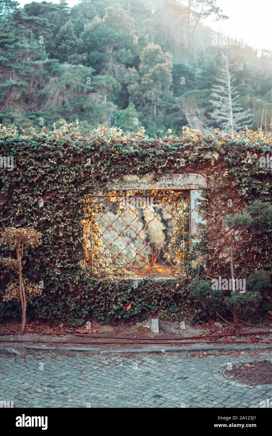 Una finestra su una parete ricoperta di vegetazione Foto Stock