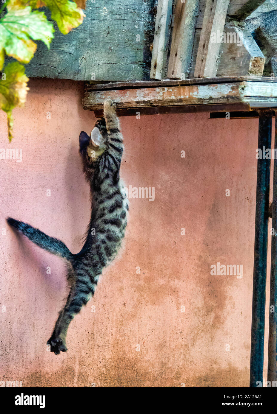 Immagine ravvicinata di un gattino (felix catus) climbing Foto Stock