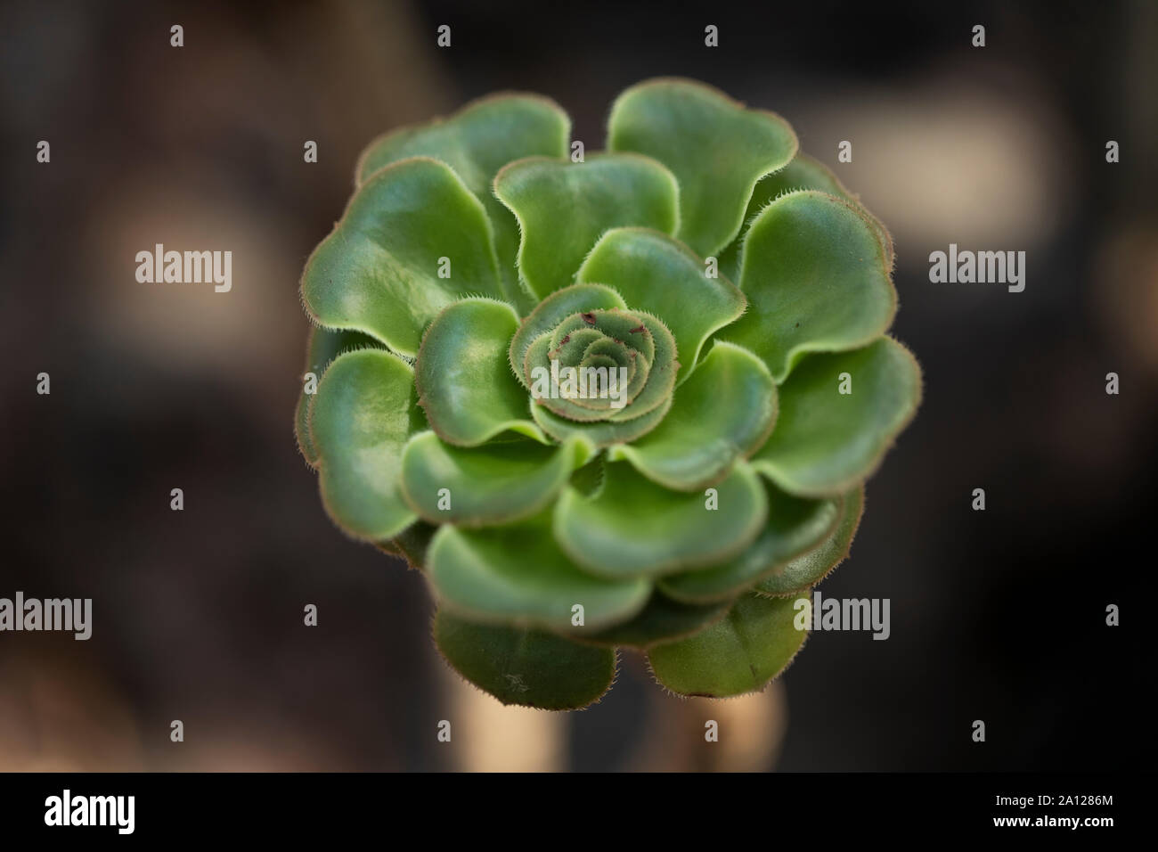 Una rosetta su una pianta di Aeonium undulatum, un succulente della famiglia Crassulaceae originaria delle Isole Canarie e talvolta chiamata pianta del piattino. Foto Stock
