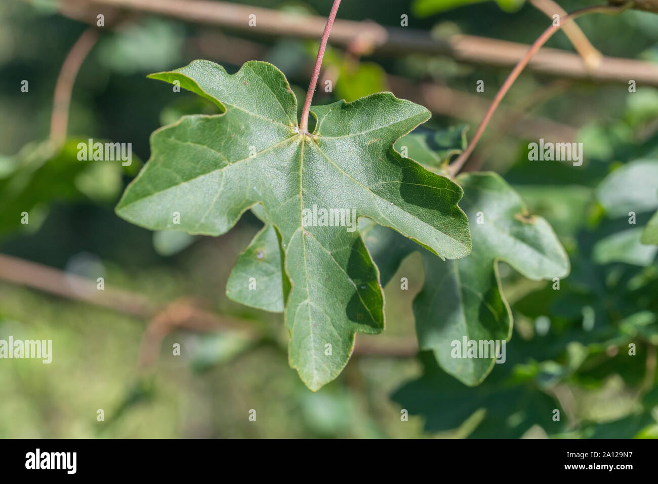 Close-up shot di Foglia di acero campestre / Acer campestre in autunno  sunshine. Una volta utilizzata come pianta medicinale in rimedi a base di  erbe Foto stock - Alamy