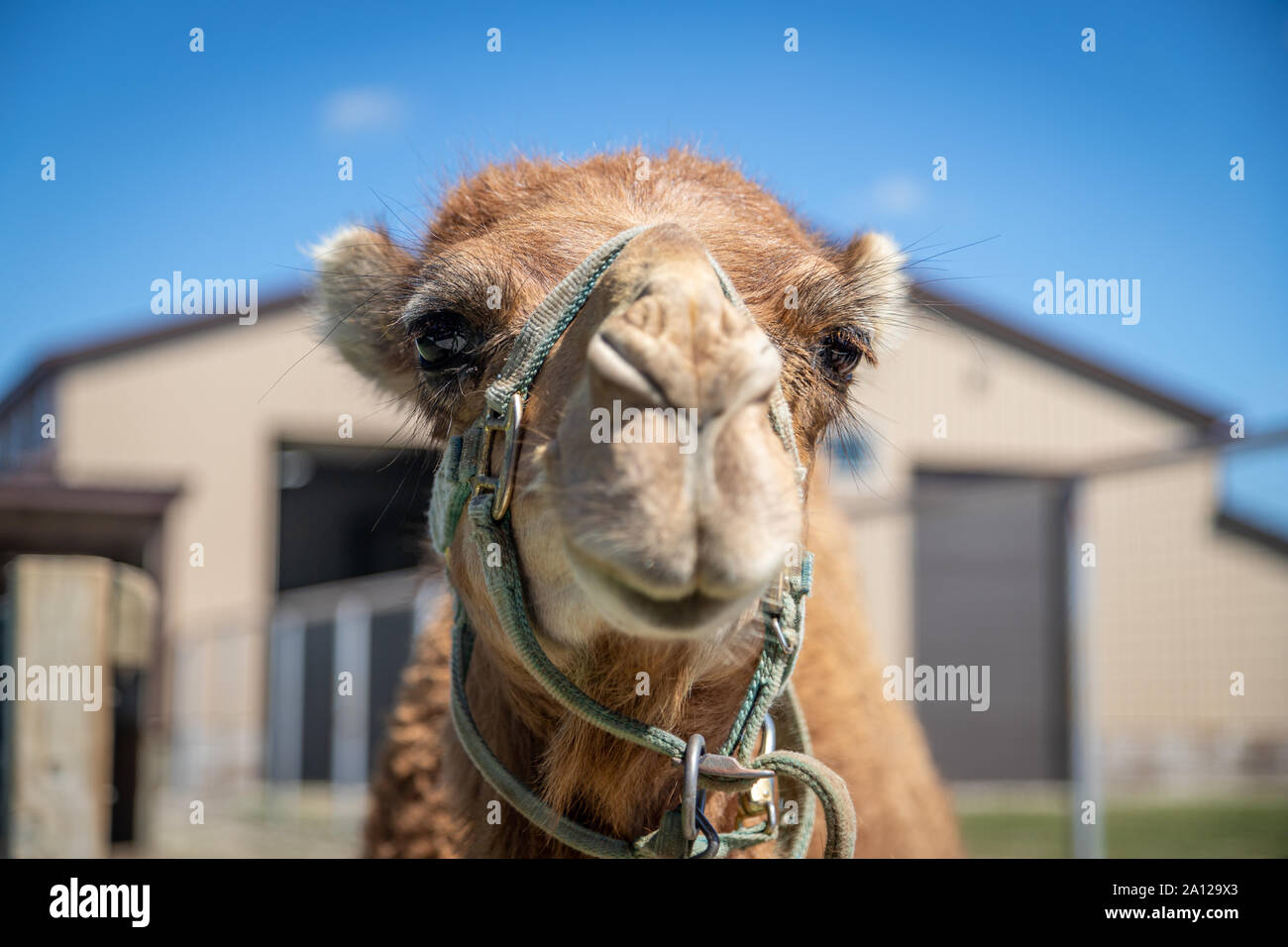 Close up di un cammello dromedario presso un privato zoo nel Michigan. Foto Stock