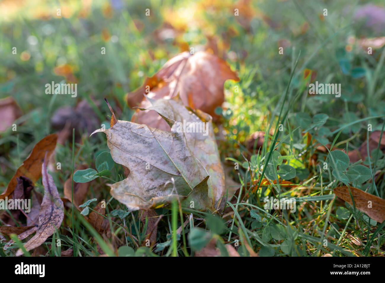 Caduto l'autunno maple leaf giacente a terra al tramonto con spazio per il testo Foto Stock