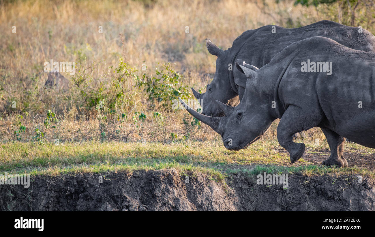Due white rhino, Ceratotherium simum, camminare insieme, guardando fuori del telaio, profilo laterale di corno, gamba sollevata Foto Stock
