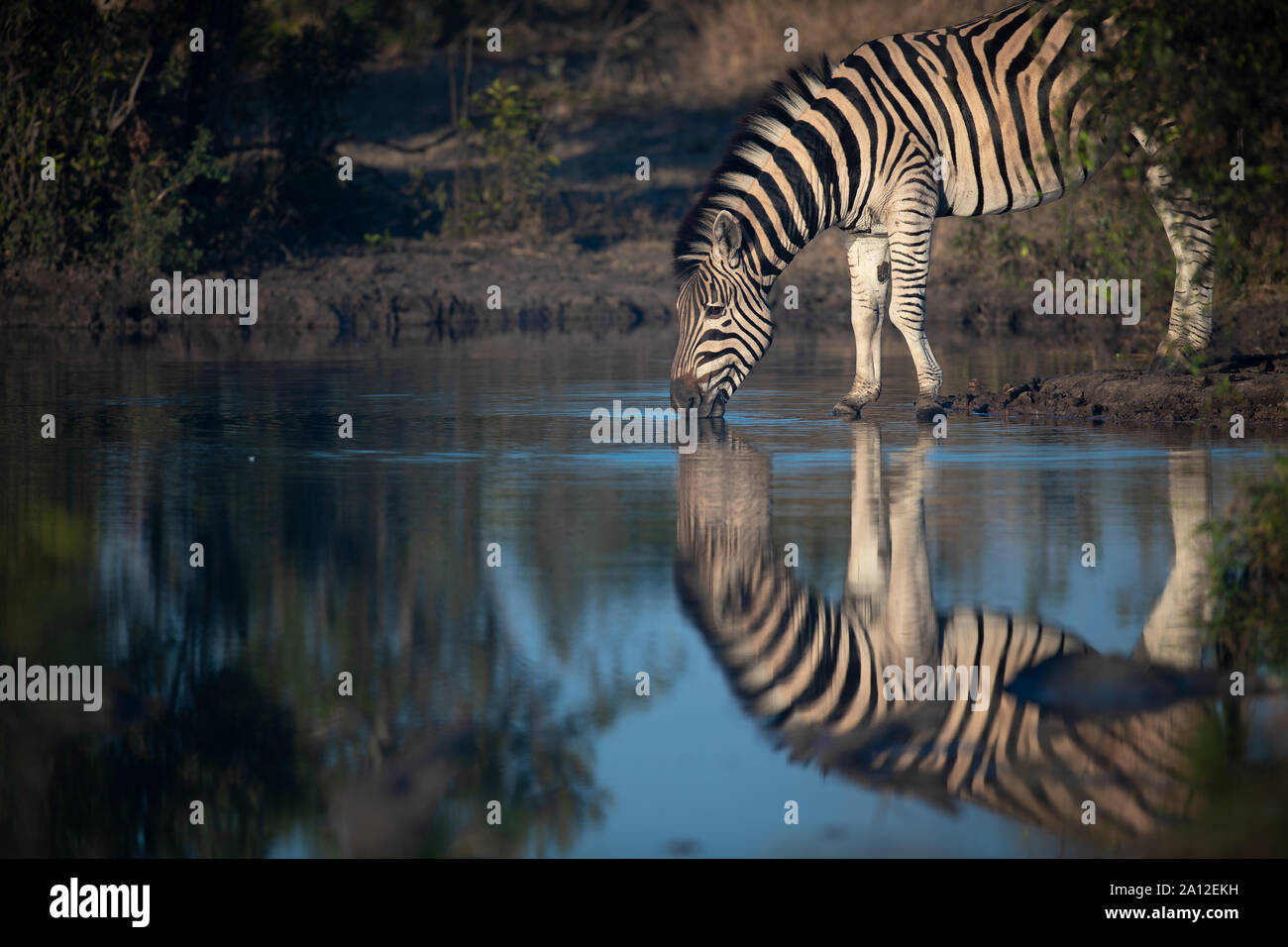 Un Burchell o pianure zebra, Equus quagga burchellii, drink da un waterhole, riflesso nell'acqua, Profilo laterale Foto Stock