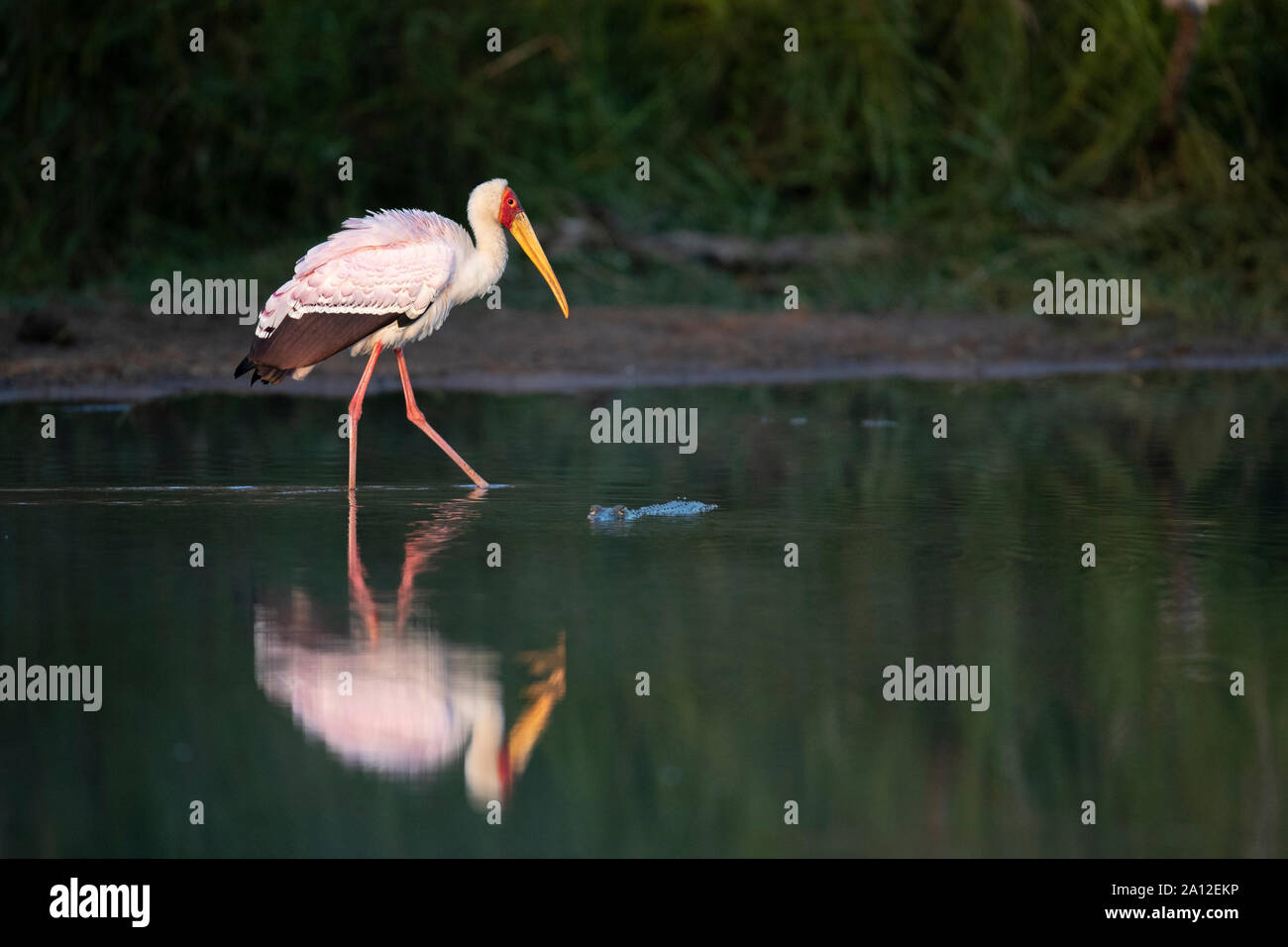 Un giallo-fatturati stork, Mycteria ibis, passeggiate attraverso l acqua che mostra la sua riflessione, gamba rasied, Profilo laterale Foto Stock
