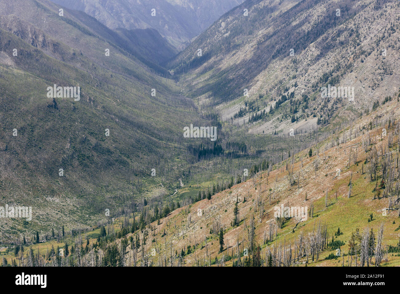 Foreste montane e di valle in cui un enorme fuoco bruciavano e ora regrows, lungo la Pacific Crest Trail nei pressi di Hart Pass, Pasayten deserto Okanog Foto Stock