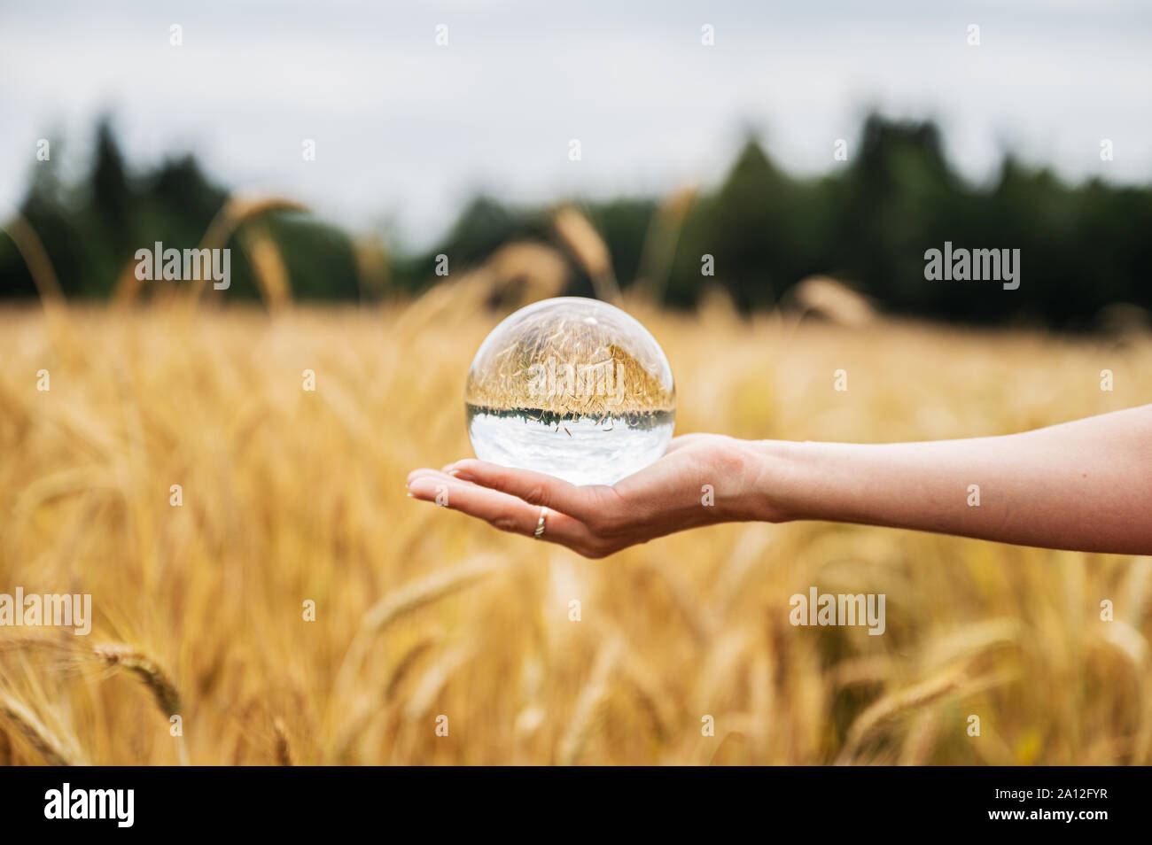 Femmina lato tenendo premuto clear sfera di cristallo nel palmo con belle golden campo di grano riflettendo in esso. Foto Stock