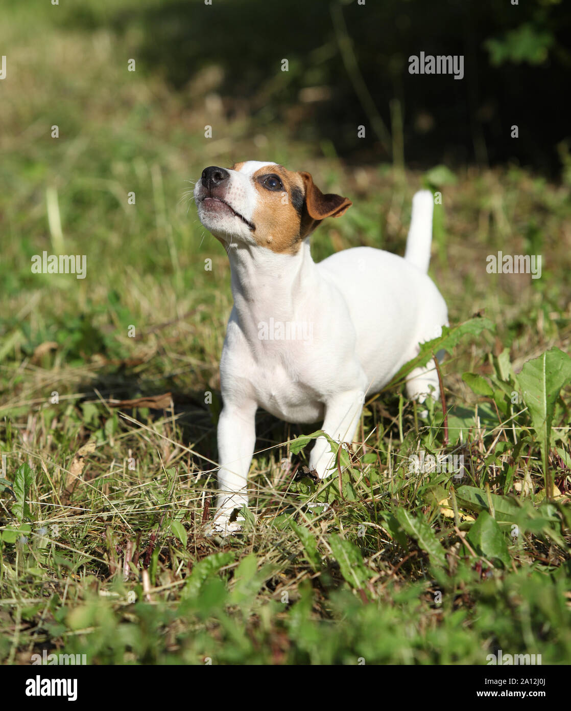 Active cucciolo di jack russell terrier giocare in giardino Foto Stock