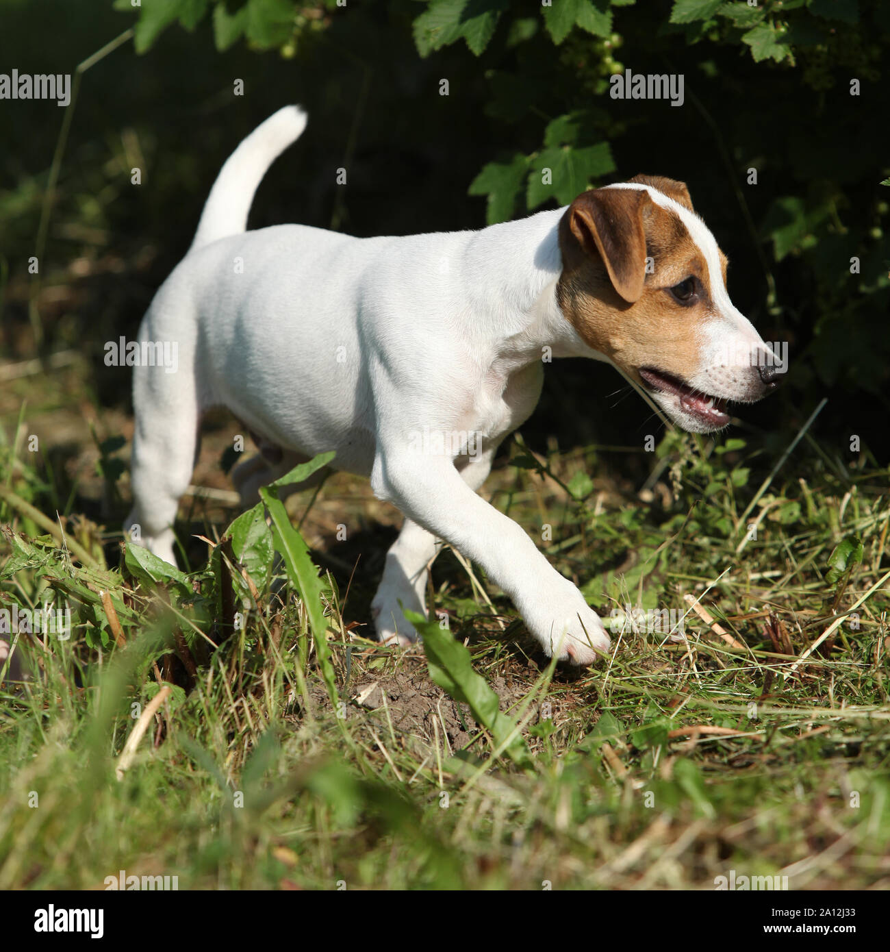 Active cucciolo di jack russell terrier giocare in giardino Foto Stock