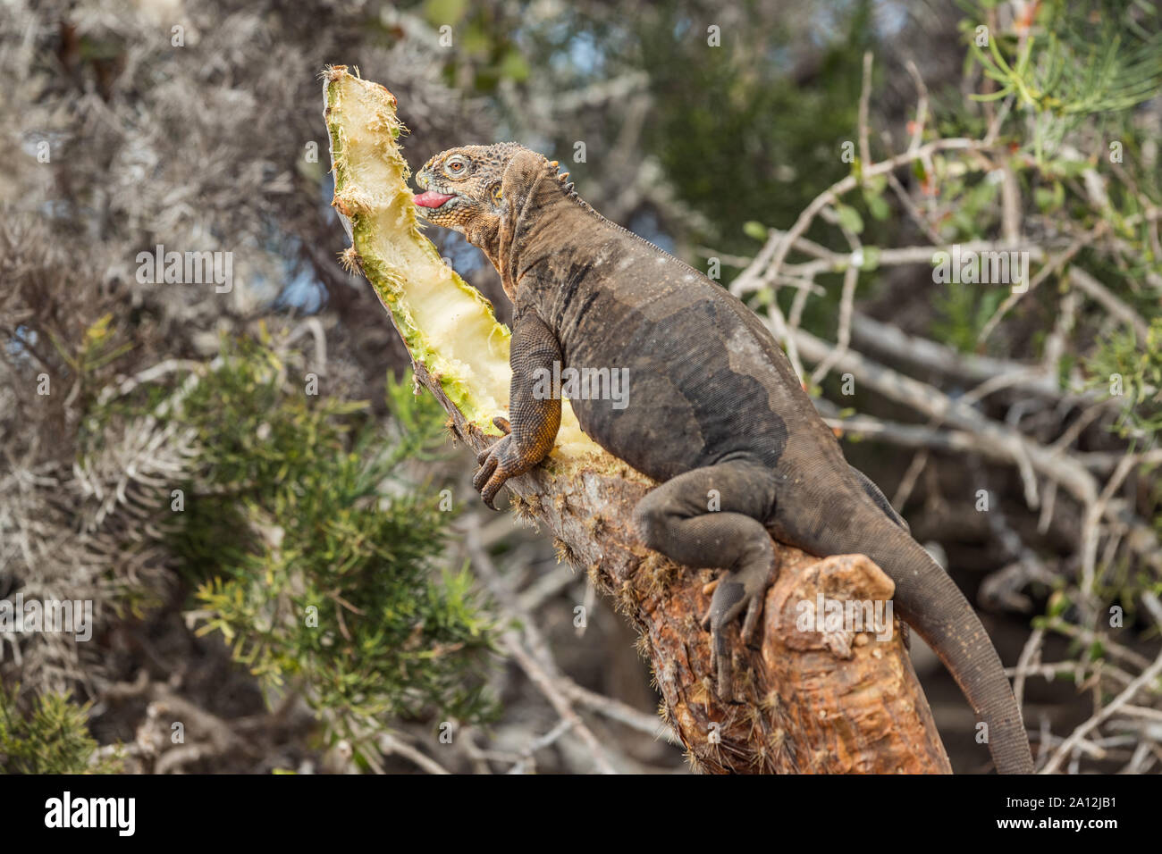 Terra Galapagos Iguana mangiando impianto su North Seymour Island Isole Galapagos. Splendidi animali e della fauna selvatica sulle isole Galapagos, Ecuador. Galapagos dalla nave da crociera tour. Foto Stock