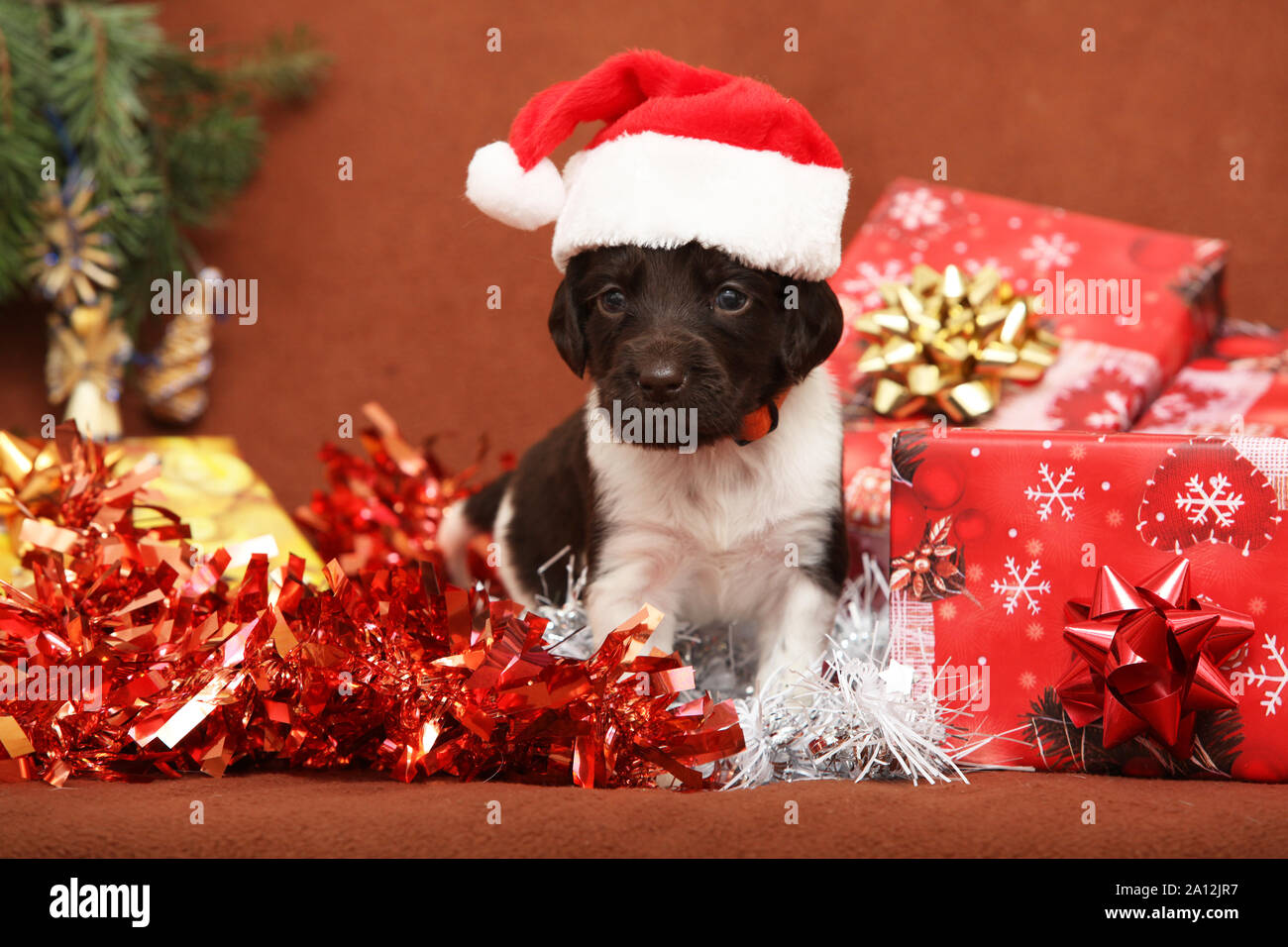 Bellissimo cucciolo di Kleiner Munsterlander Vorstehhund a natale Foto Stock