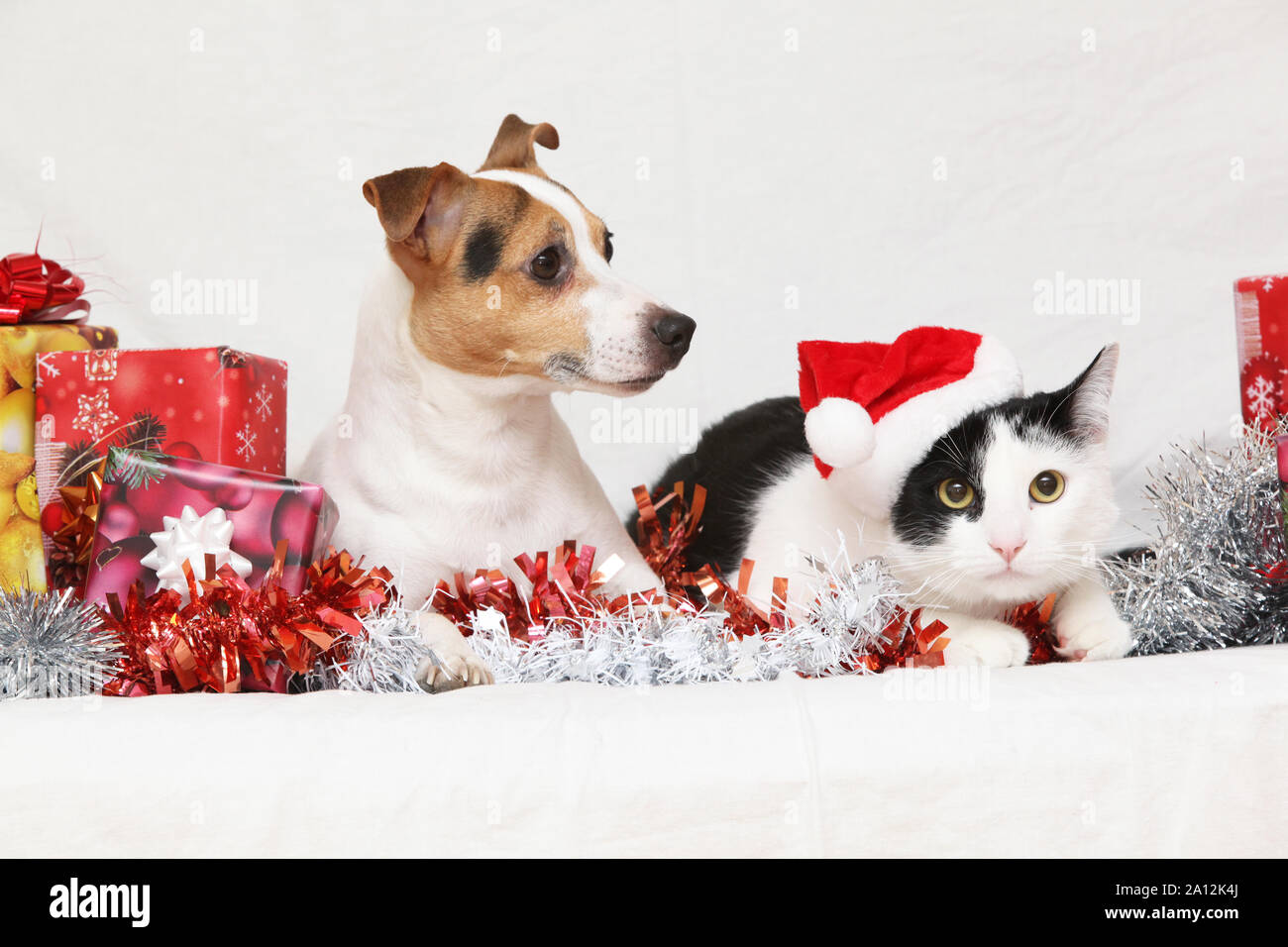 Natale Jack Rusell terrier con un gatto su sfondo bianco Foto Stock