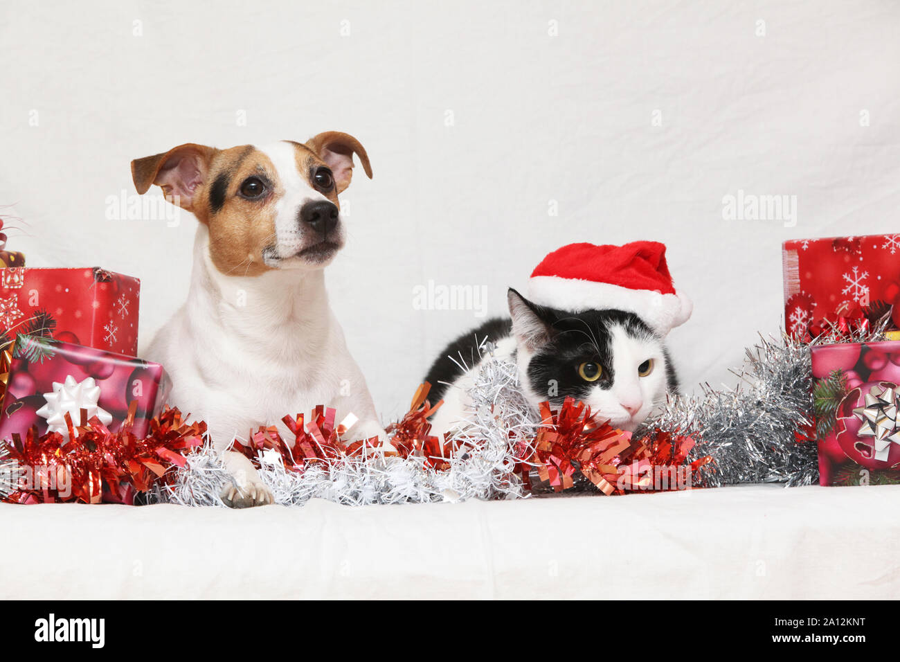 Natale Jack Rusell terrier con un gatto su sfondo bianco Foto Stock