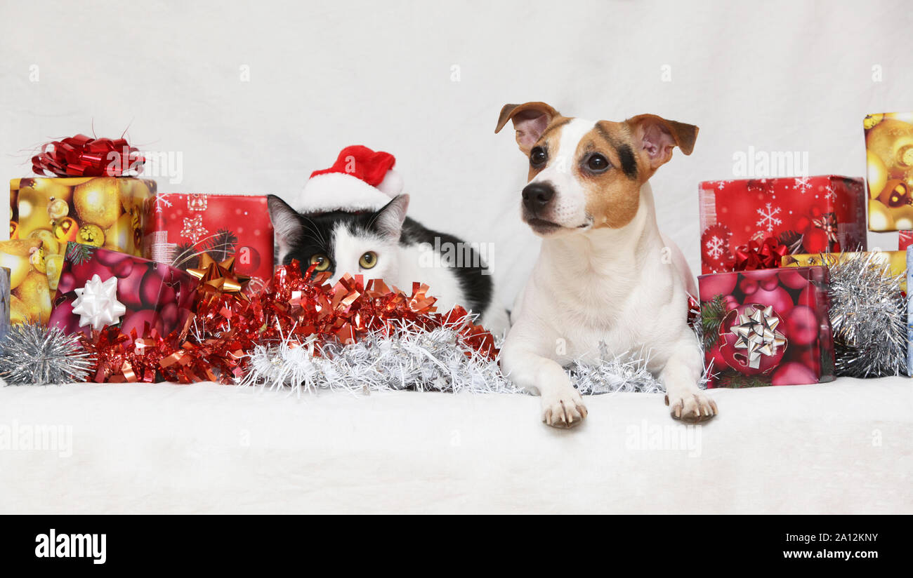 Natale Jack Rusell terrier con un gatto su sfondo bianco Foto Stock