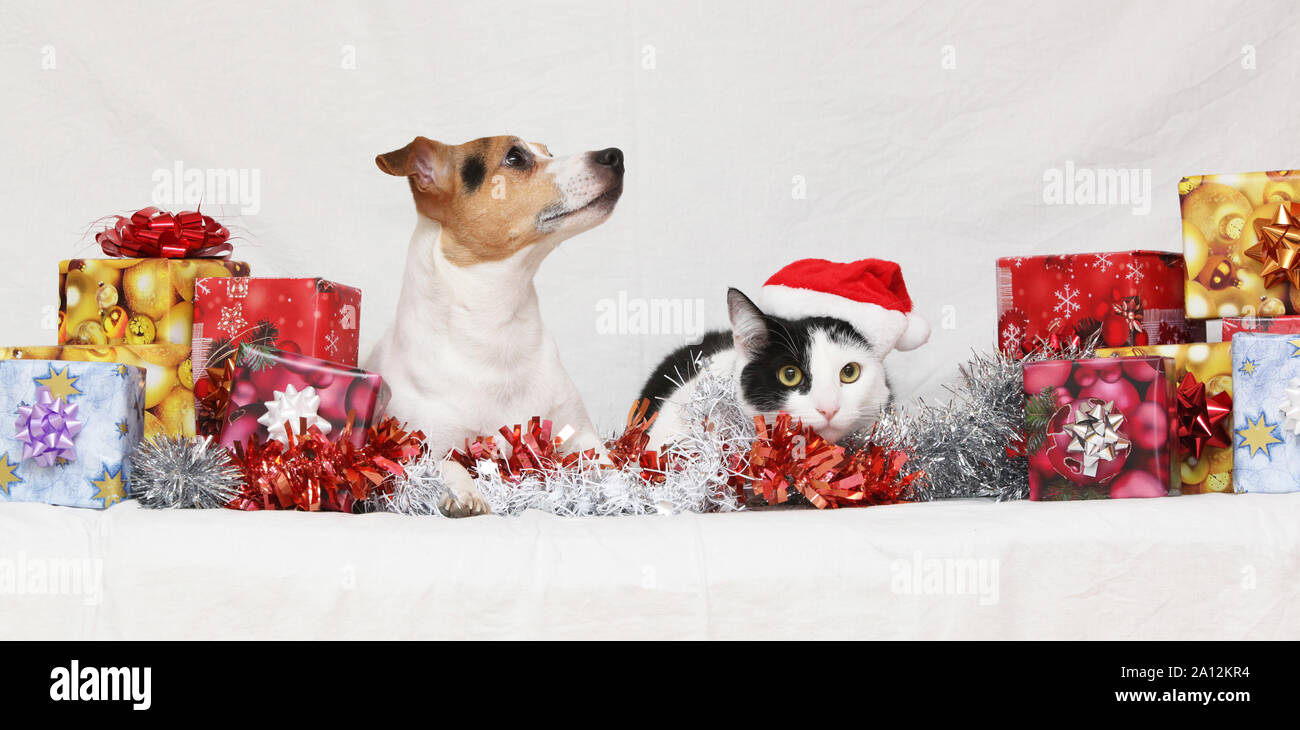 Natale Jack Rusell terrier con un gatto su sfondo bianco Foto Stock