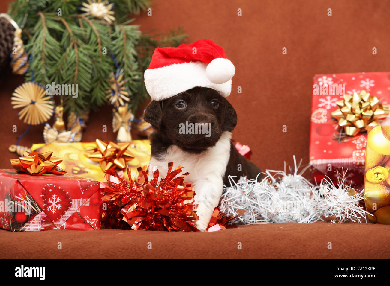 Bellissimo cucciolo di Kleiner Munsterlander Vorstehhund a natale Foto Stock