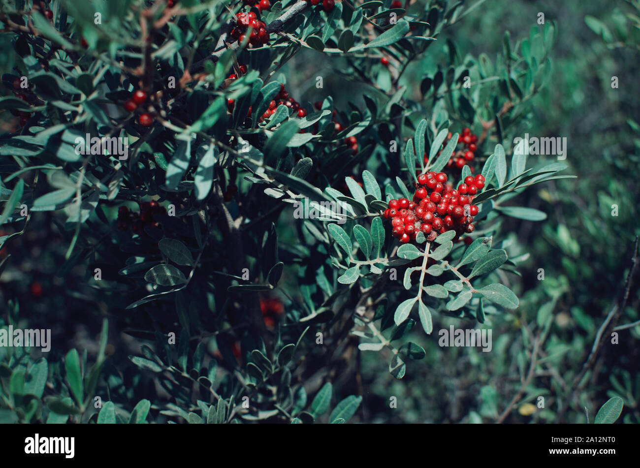 Piccole ragnatele sul rosso semi di pyracantha coccinea, Chiclana de la Frontera, Cadice, Spagna Foto Stock