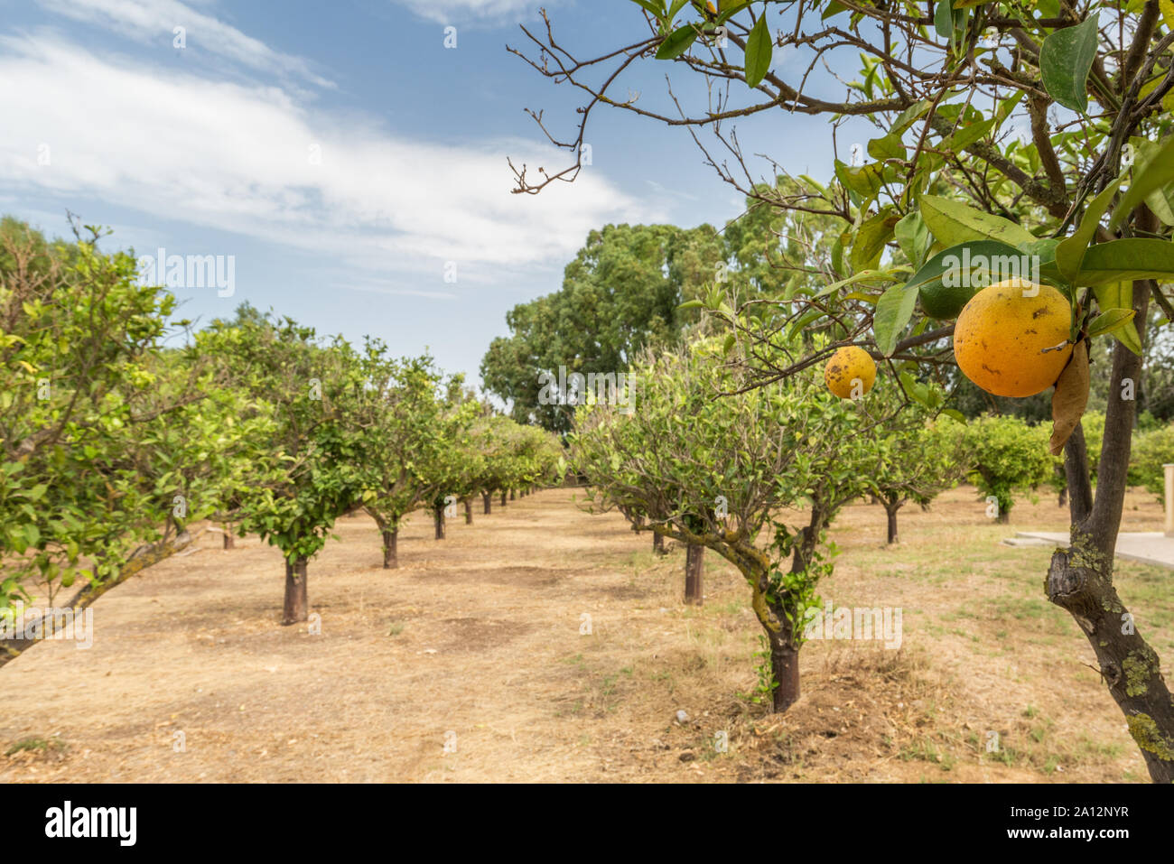 Alberi di limone Foto Stock