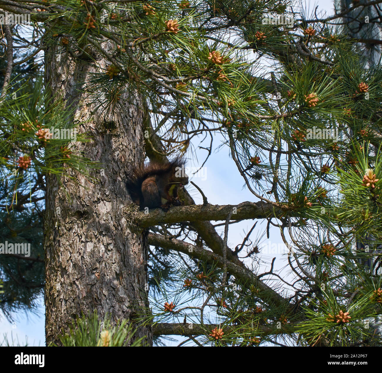 Lo scoiattolo su una conifera ramo catturato in un momento di mangiare Foto Stock