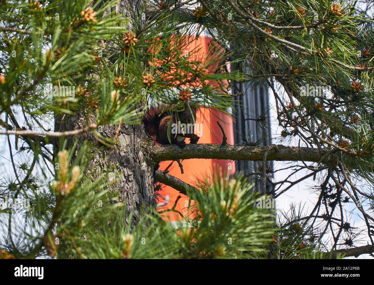 Lo scoiattolo su una conifera ramo catturato in un momento di guardare verso la telecamera Foto Stock