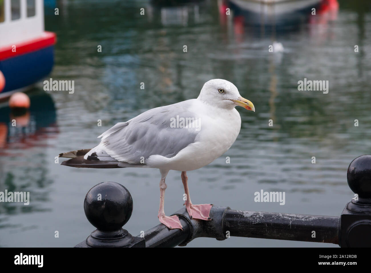 Aringa europea gull nome latino Larus argentatus nel porto di Mevagissey Cornovaglia Foto Stock