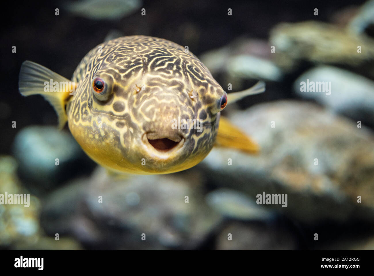Mbu puffer (Tetraodon mbu), un pufferfish carnivoro chiamato anche un gigante di acqua dolce, puffer al Georgia Aquarium di Atlanta, Georgia. (USA) Foto Stock
