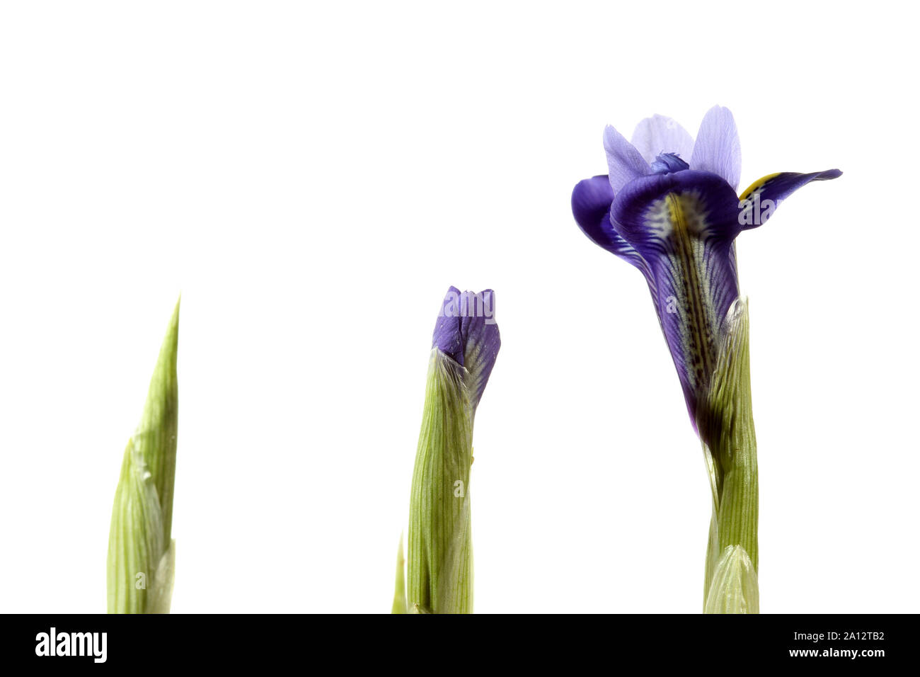 Fiore emergente di un diaframma ad iride Retulata Foto Stock