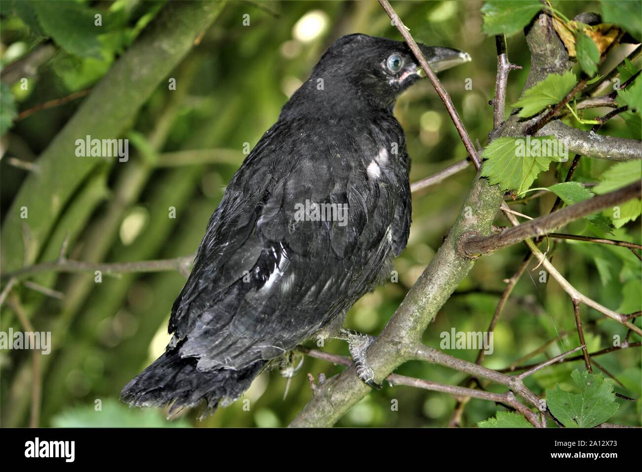 Fledgeling di Carrion Crow (Corvus corone corone) a Waltrop, Germania Foto Stock