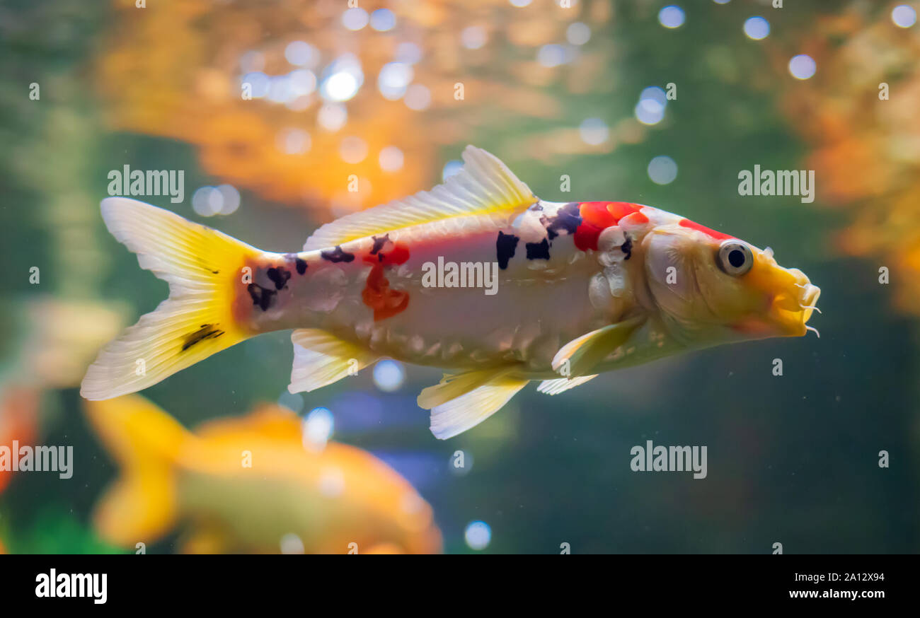 Pesci colorati in acqua. vita in acqua sfondo vivace. Acquario in Udaipur India Foto Stock