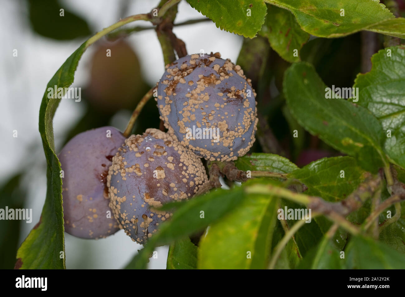 Fruchtfäule, Frucht-Fäule, Pilz un Pflaume, Monilia-Fruchtfäule, Kernobstmonilia, Pilzkrankheit, Pilzkrankheiten, Monilia fructigena, Monilinia fructi Foto Stock