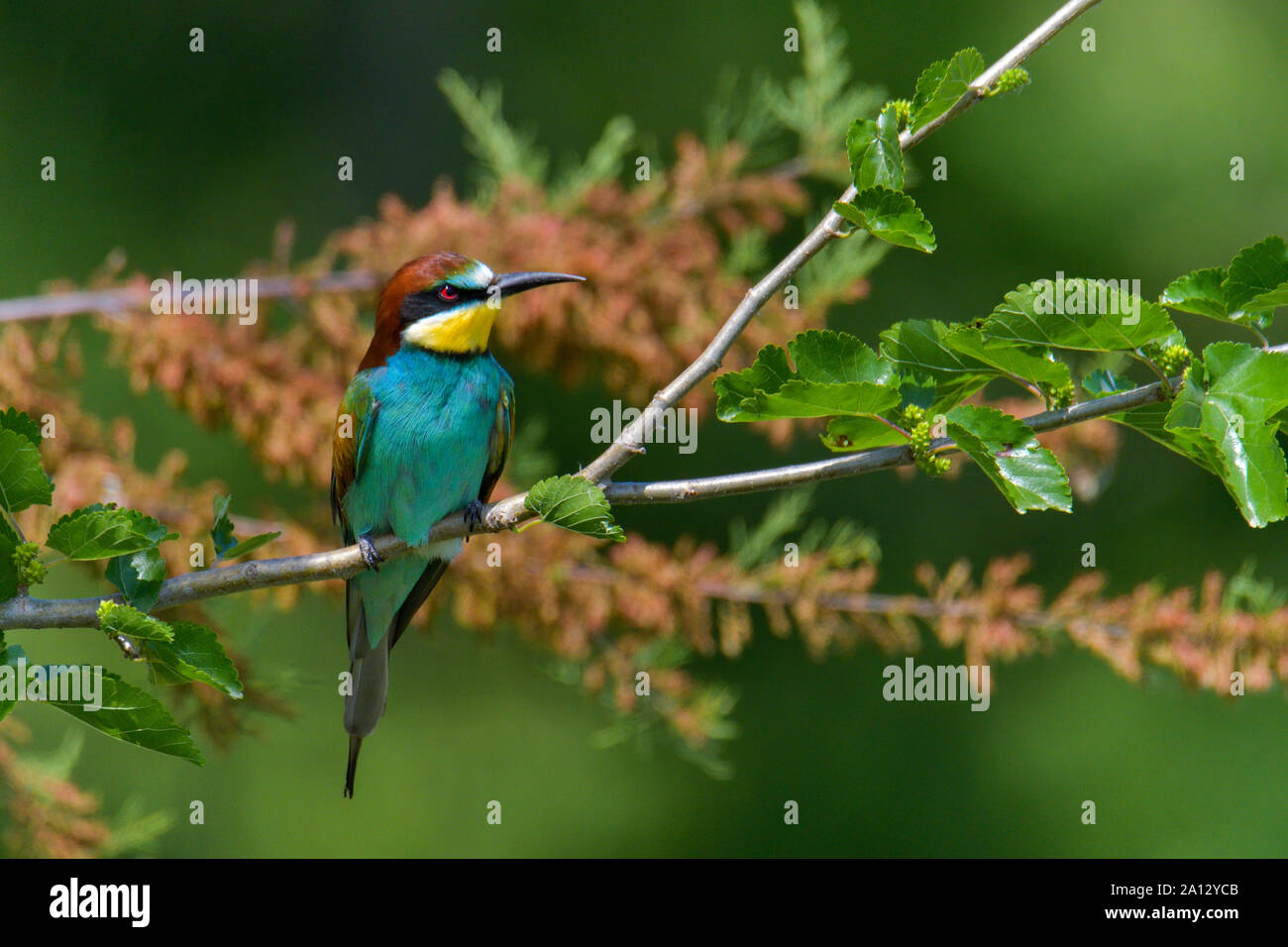 Unione Bee Eater, colorato uccello, vita selvaggia bird Foto Stock