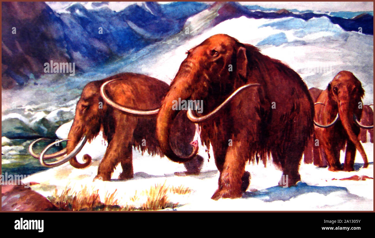 A circa 1940 immagine a colori di hairy mammut. Perché la ricerca genomica mostra che il genoma di mammoth corrisponde al 99% del genoma di elefante, i piani sono detto di essere in corso per clonare un elefante/mammoth mediante tecniche di ingegneria genetica. Foto Stock
