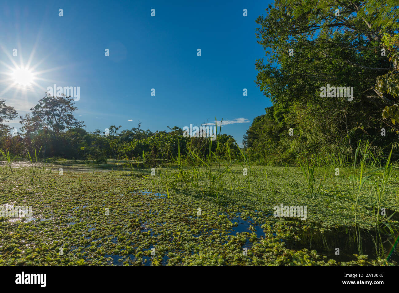 Foresta pluviale brasiliana alla fine della stagione delle piogge in maggio, Mamirauá lo sviluppo sostenibile Riserva, Rio Japurá,Tefé, stato di Amazzonia, Brasile, dell'America Latina Foto Stock