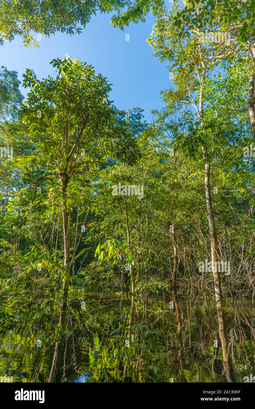 Foresta pluviale brasiliana alla fine della stagione delle piogge in maggio, Mamirauá lo sviluppo sostenibile Riserva, Rio Japurá,Tefé, stato di Amazzonia, Brasile, dell'America Latina Foto Stock