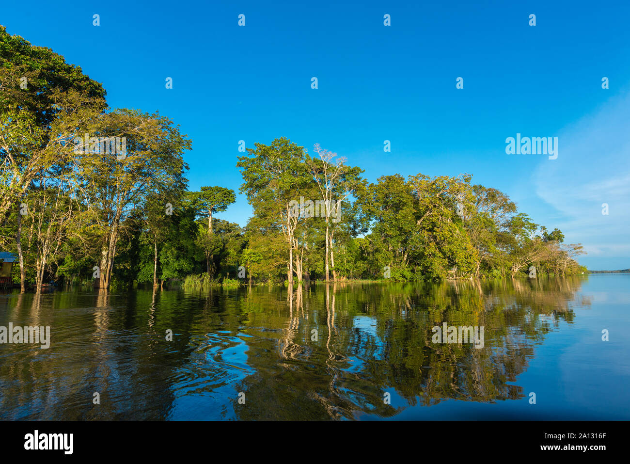 Foresta pluviale brasiliana alla fine della stagione delle piogge in maggio, Mamirauá lo sviluppo sostenibile Riserva, Rio Japurá,Tefé, stato di Amazzonia, Brasile, dell'America Latina Foto Stock