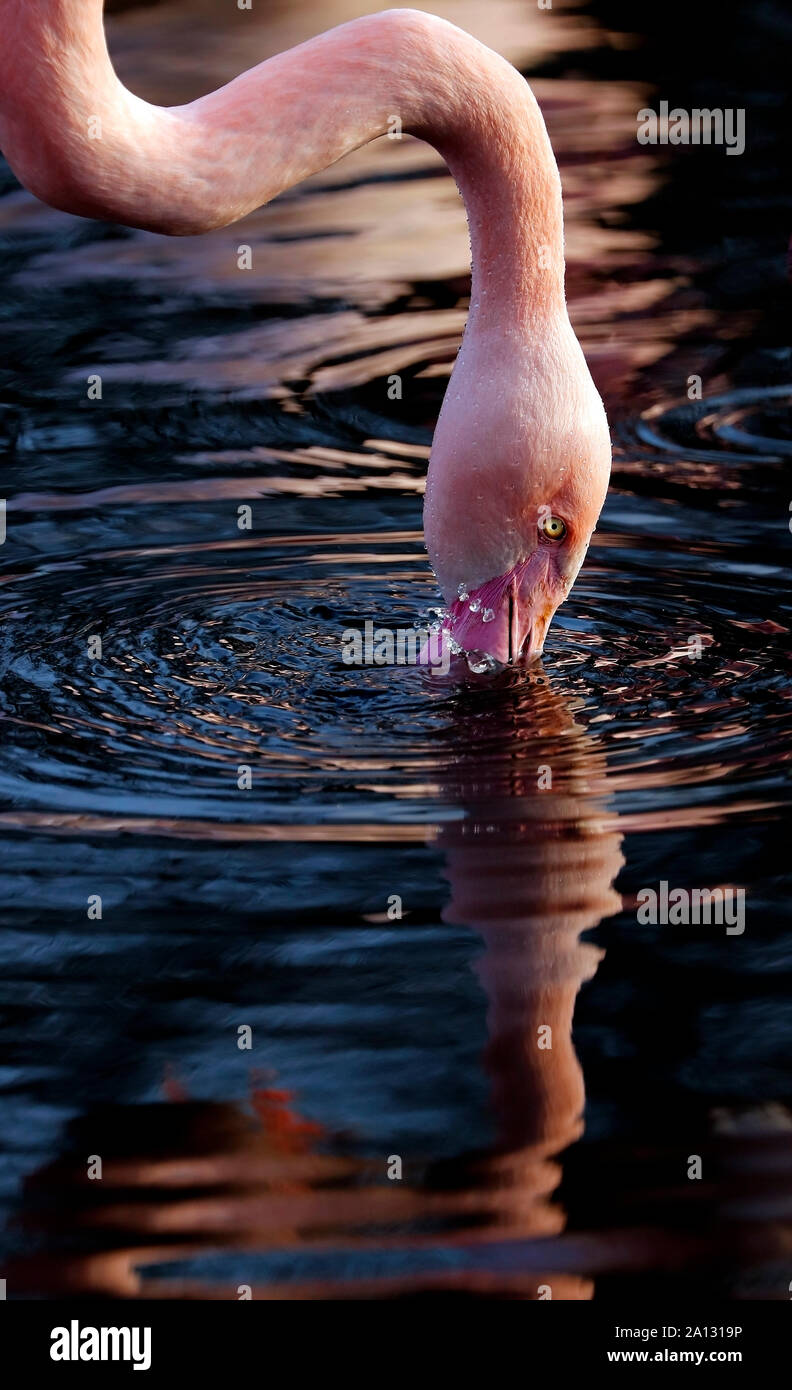 Flamingo alimentazione del filtro mentre bolle. Foto Stock