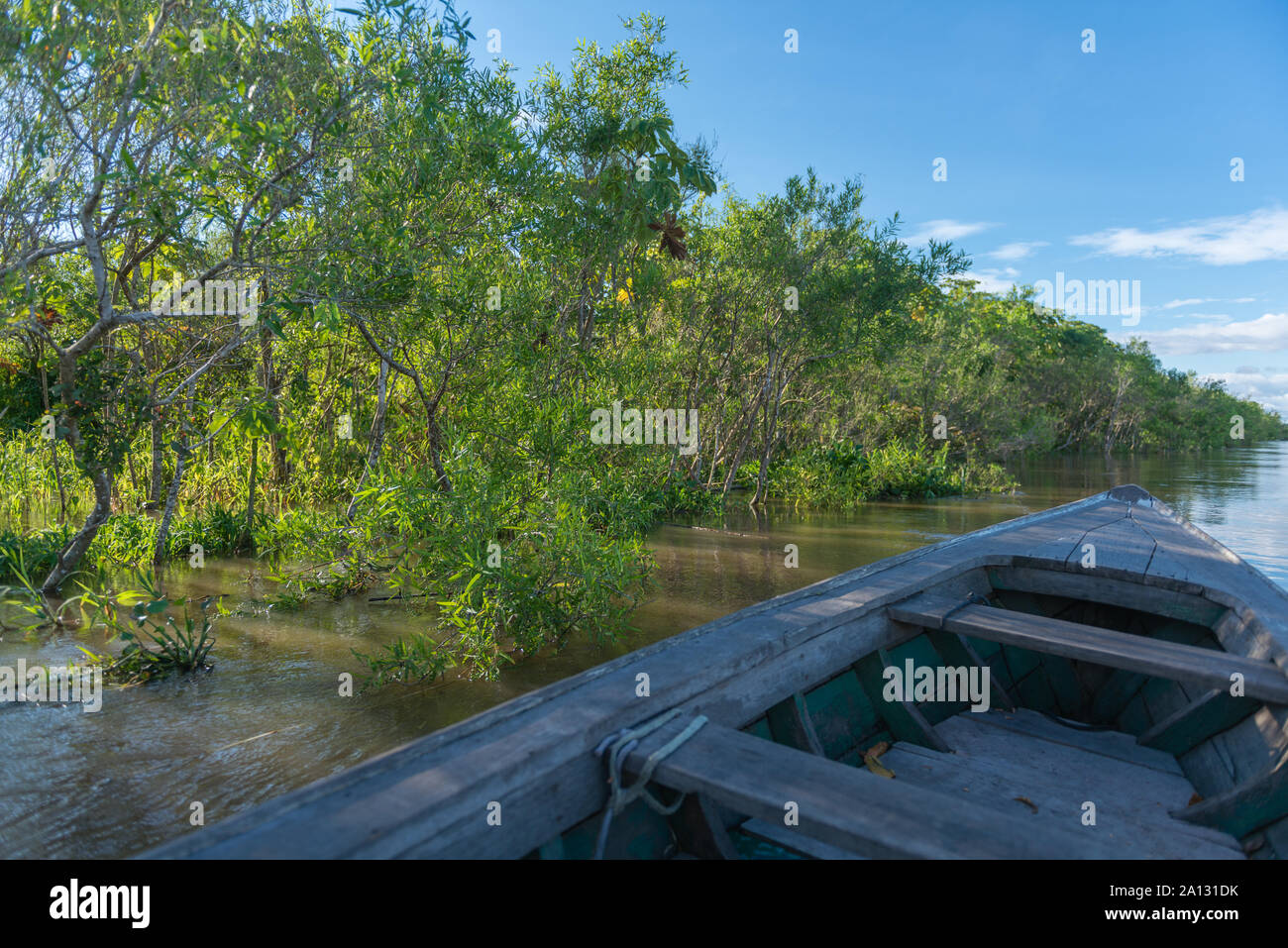 Foresta pluviale brasiliana alla fine della stagione delle piogge in maggio, Mamirauá lo sviluppo sostenibile Riserva, Rio Japurá,Tefé, stato di Amazzonia, Brasile, dell'America Latina Foto Stock