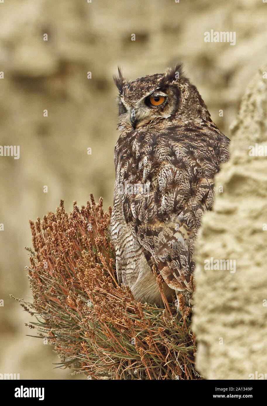 Magellanic cornuto Civetta (Bubo magellanicus) adulto appollaiato sulla mensola sulla scogliera Tierra del Fuego, Cile Gennaio Foto Stock