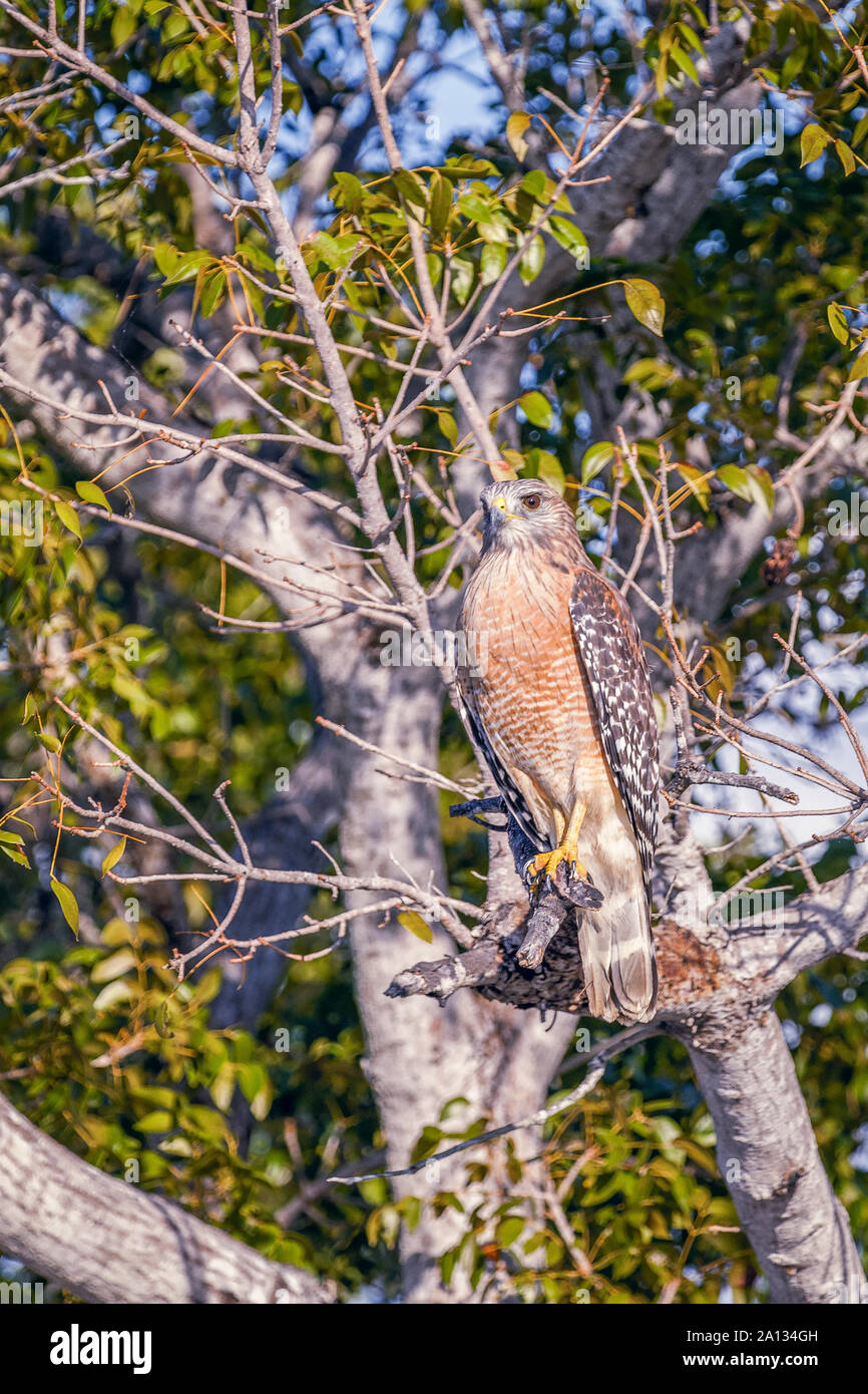 Red-hawk con spallamento (Buteo lineatus). Flamingo campeggio. Parco nazionale delle Everglades. Florida. Stati Uniti d'America Foto Stock