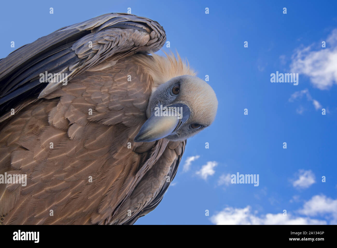 Il worm-eye su grifone (Gyps fulvus) guardando verso il basso sulla preda contro il cielo blu con nuvole bianche Foto Stock